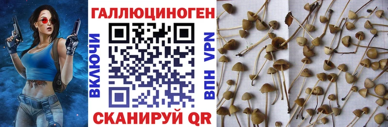 Купить закладки Саратов Псилоцибиновые грибы Psilocybe